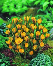 images/productimages/small/N147  100913 CROCUS FUSCOTINCTUS.jpg